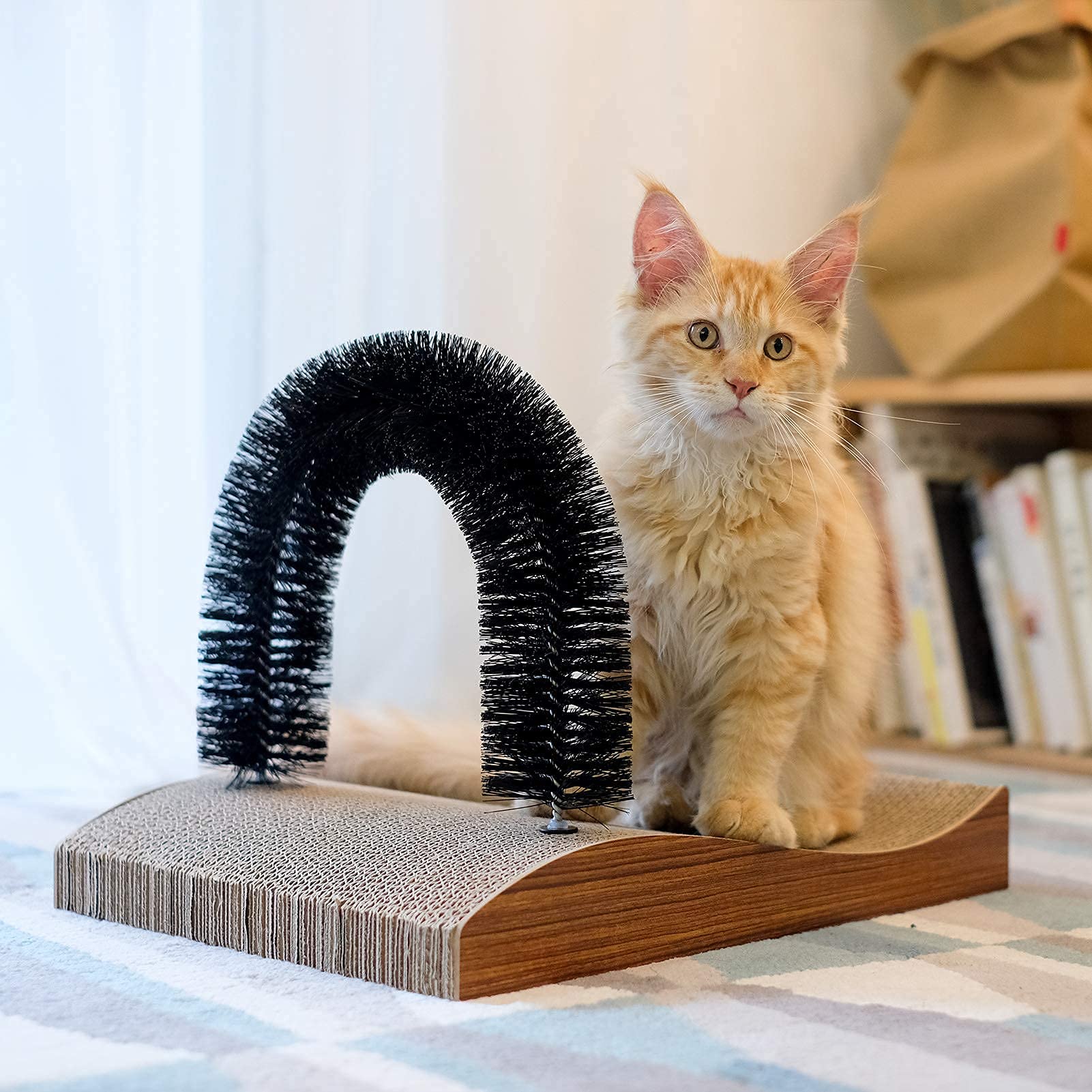 FUKUMARU cat lounge area offers a cozy, safe spot.
