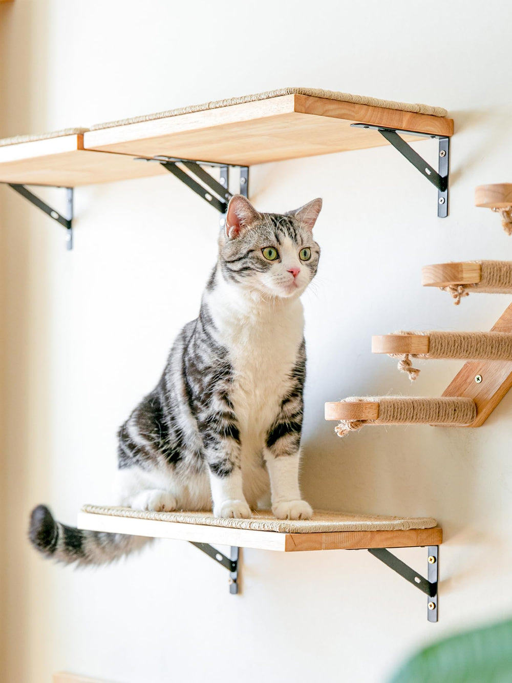 FUKUMARU cat wall shelves sleeping perch invites cozy daytime naps.