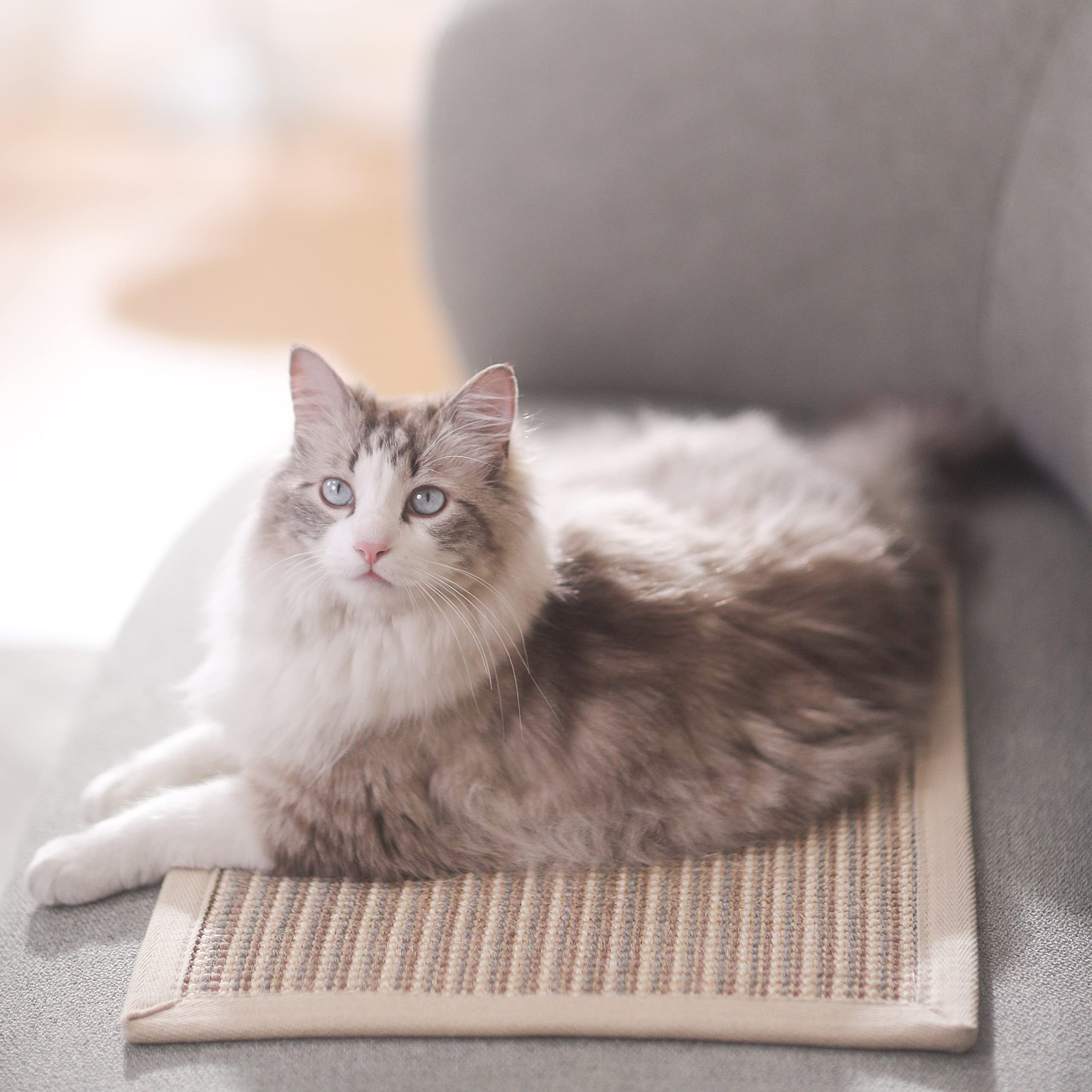 FUKUMARU eco-friendly natural material aligns with sustainable pet care