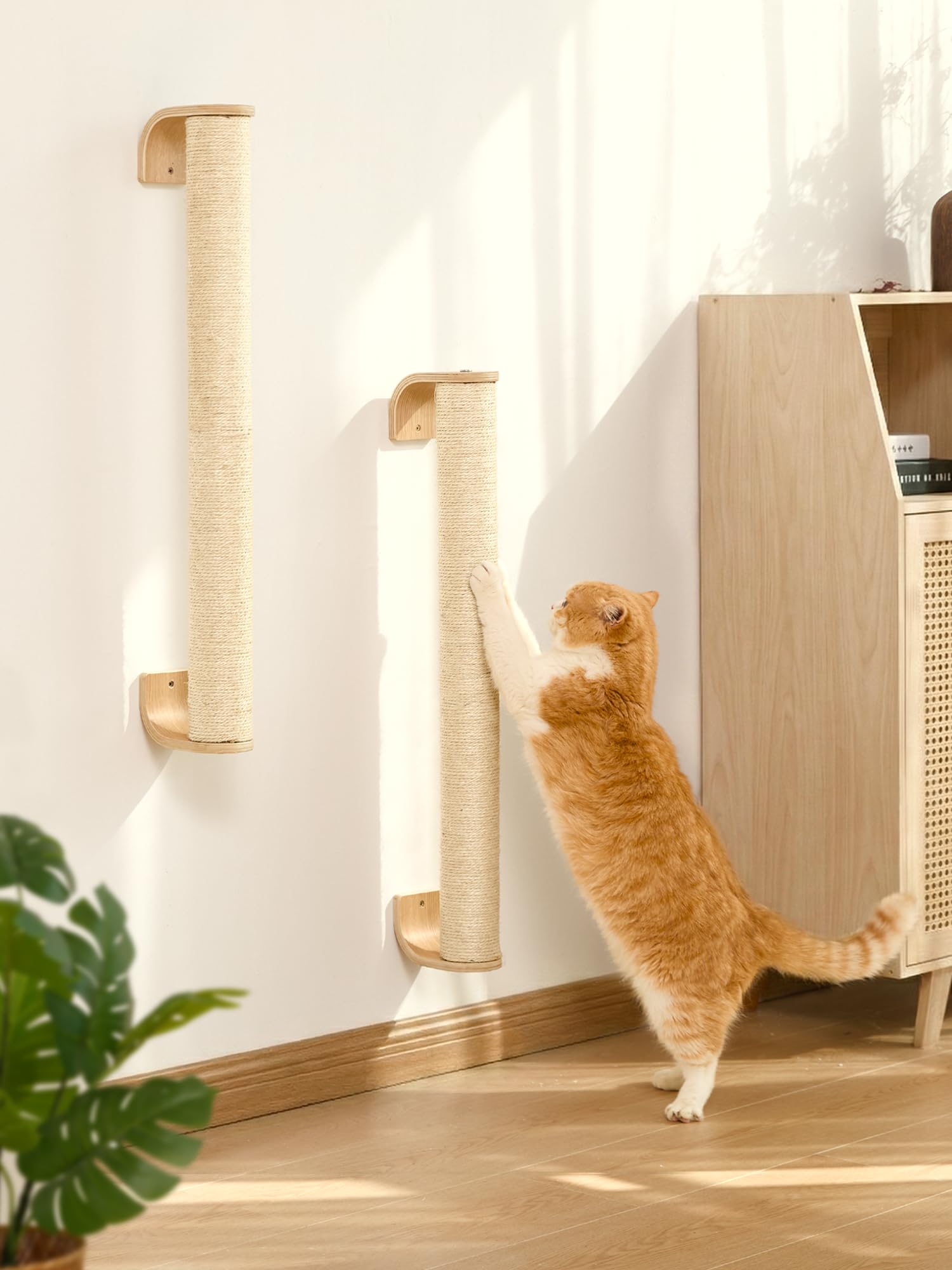 FUKUMARU indoor large cats using the tall post for vertical climbing.