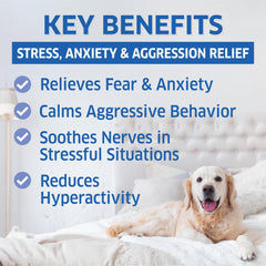 Fur Belly calming chews served to help anxious dogs during travel sessions.