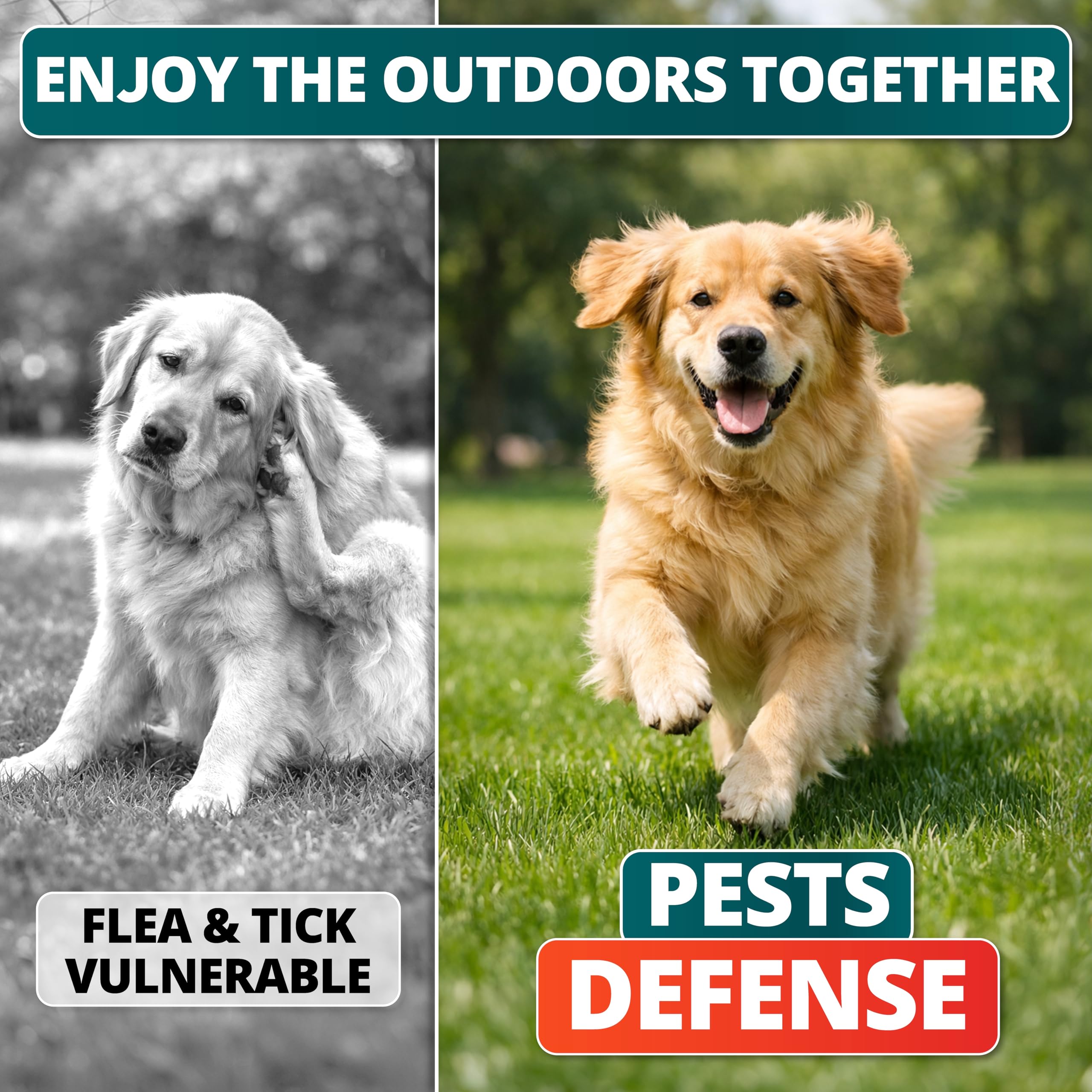 FURALAND chews offered to a dog during feeding for easy daily use.