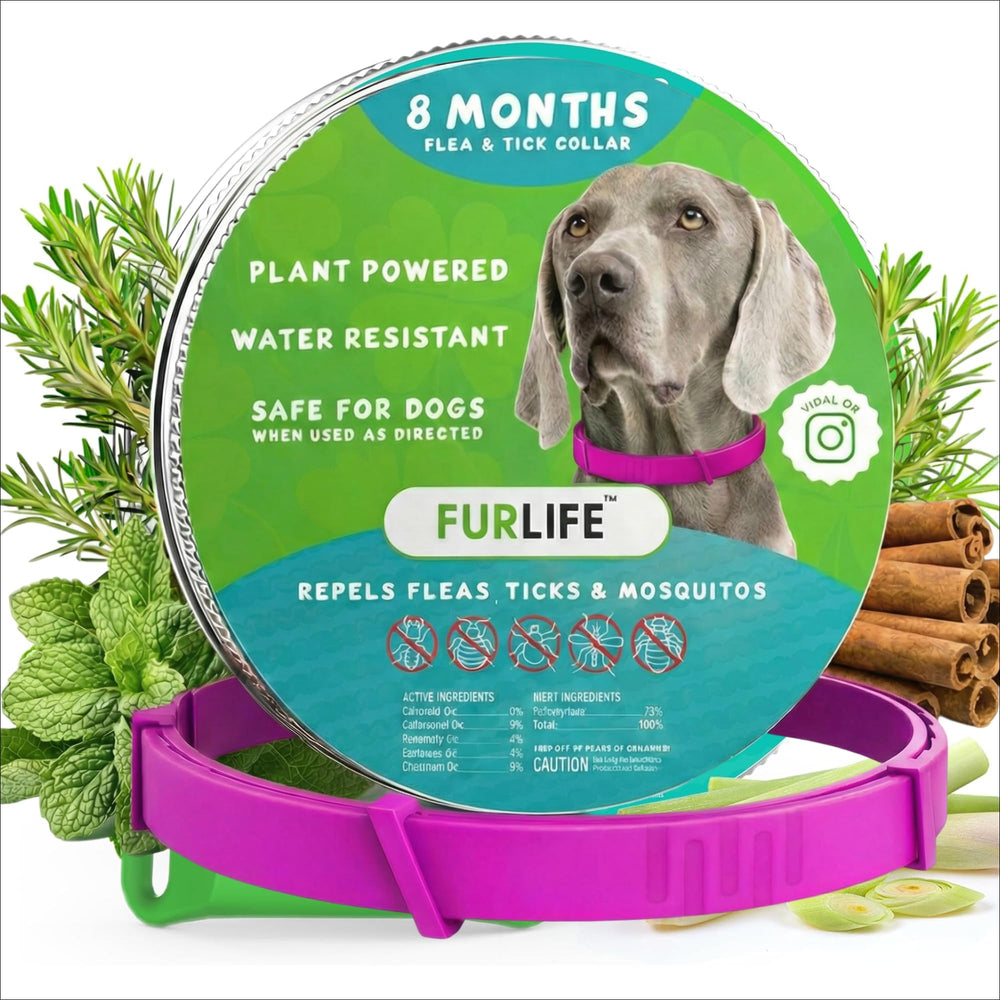 FurLife pink flea and tick collar on a dog outdoors for prevention.