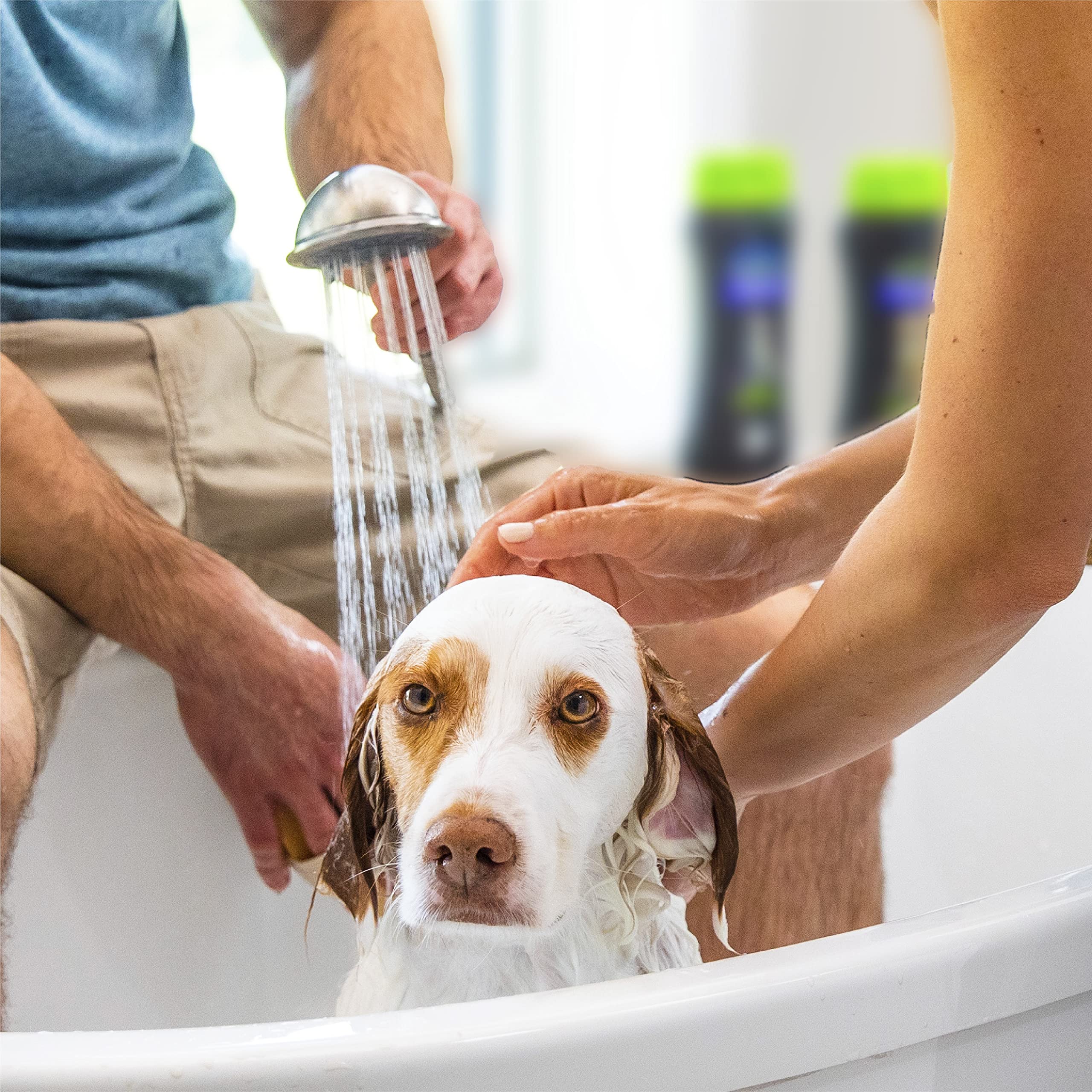 Dog coat being treated with Waterless Spray for quick conditioning