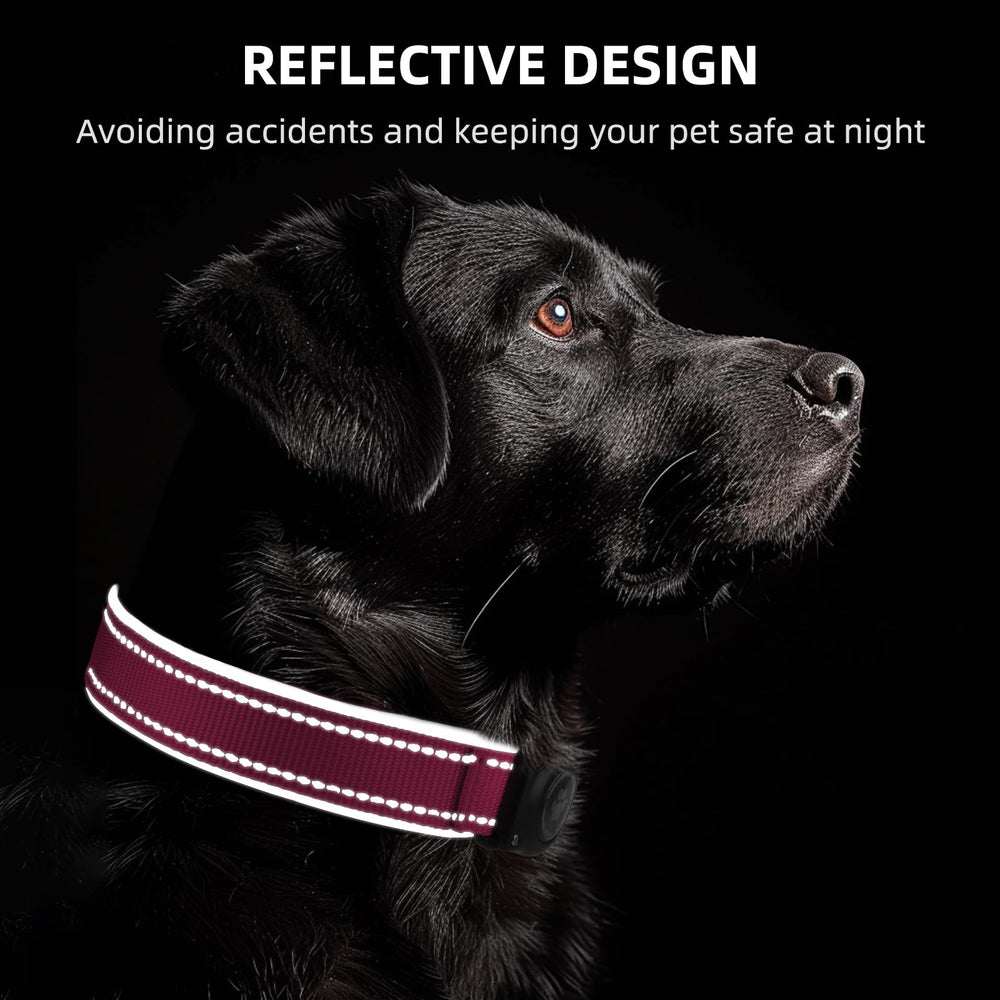 Furrigo AirTag Dog Collar worn on a dog during daily adventures