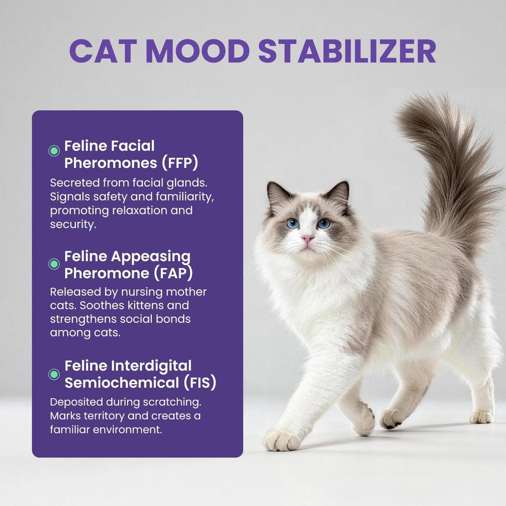 FURRY ARMOR living room setup promoting calm in busy multi-cat homes.