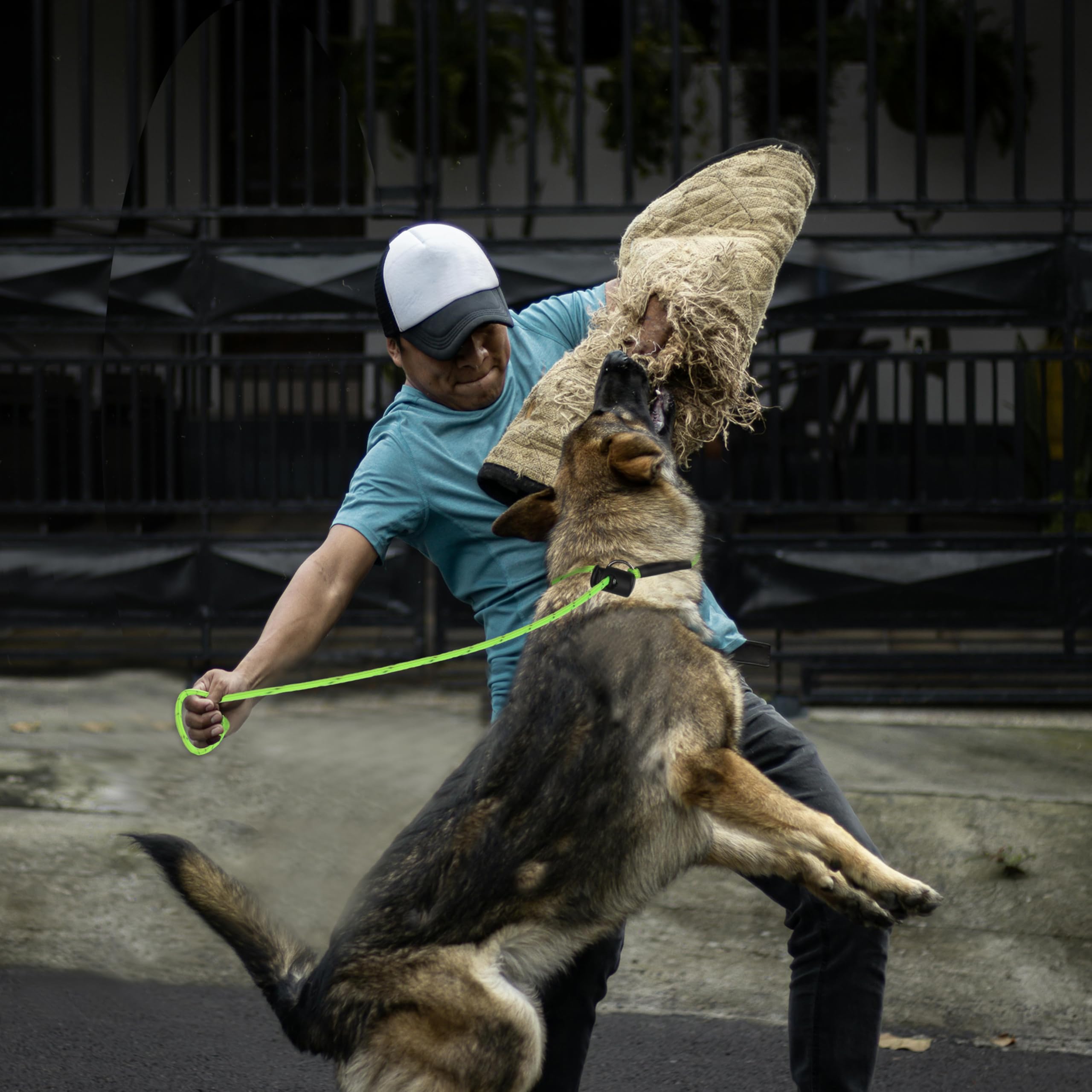 FURSDOLY reflective-threaded leash boosts safety on low-light neighborhood strolls