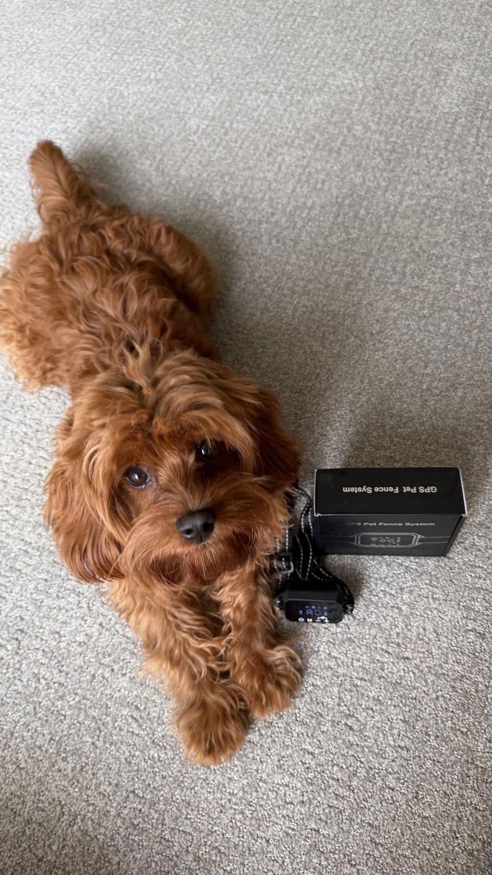 Furth Thrive GPS Fence training modes tailor to different dog temperaments.