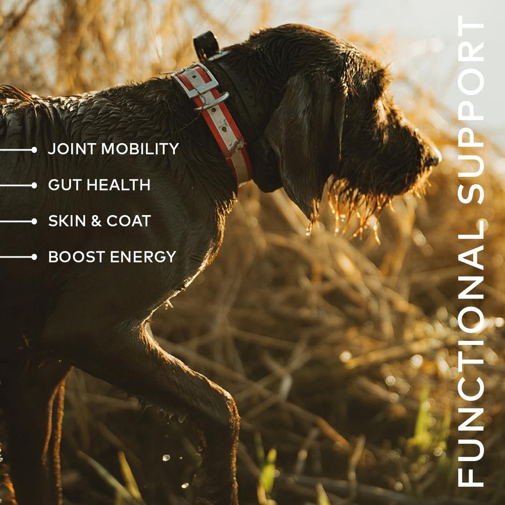 Furvor Beef Bone Broth being poured over kibble improves hydration during meals.