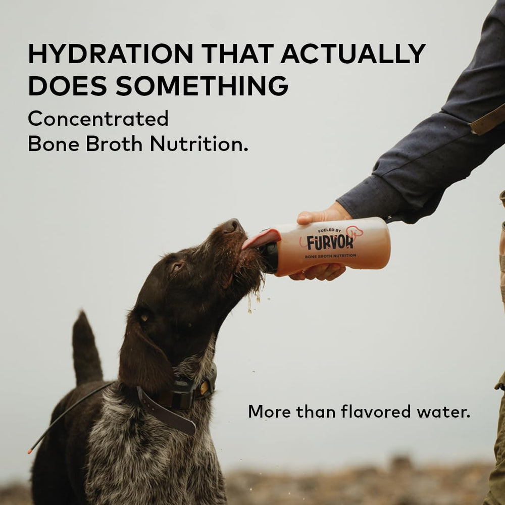 Furvor Beef Bone Broth for Dogs served in a bowl enhances palatability and aroma.