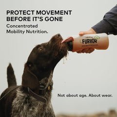 Furvor Beef Mobility Bone Broth poured over kibble to boost flavor