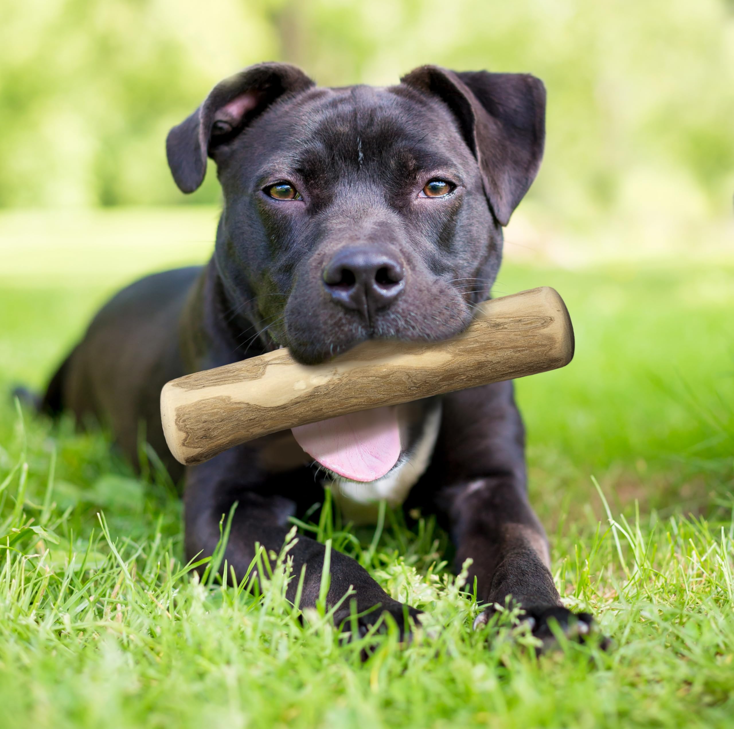 Fuzzl Coffee Wood Dog Stix natural color highlights eco-friendly material