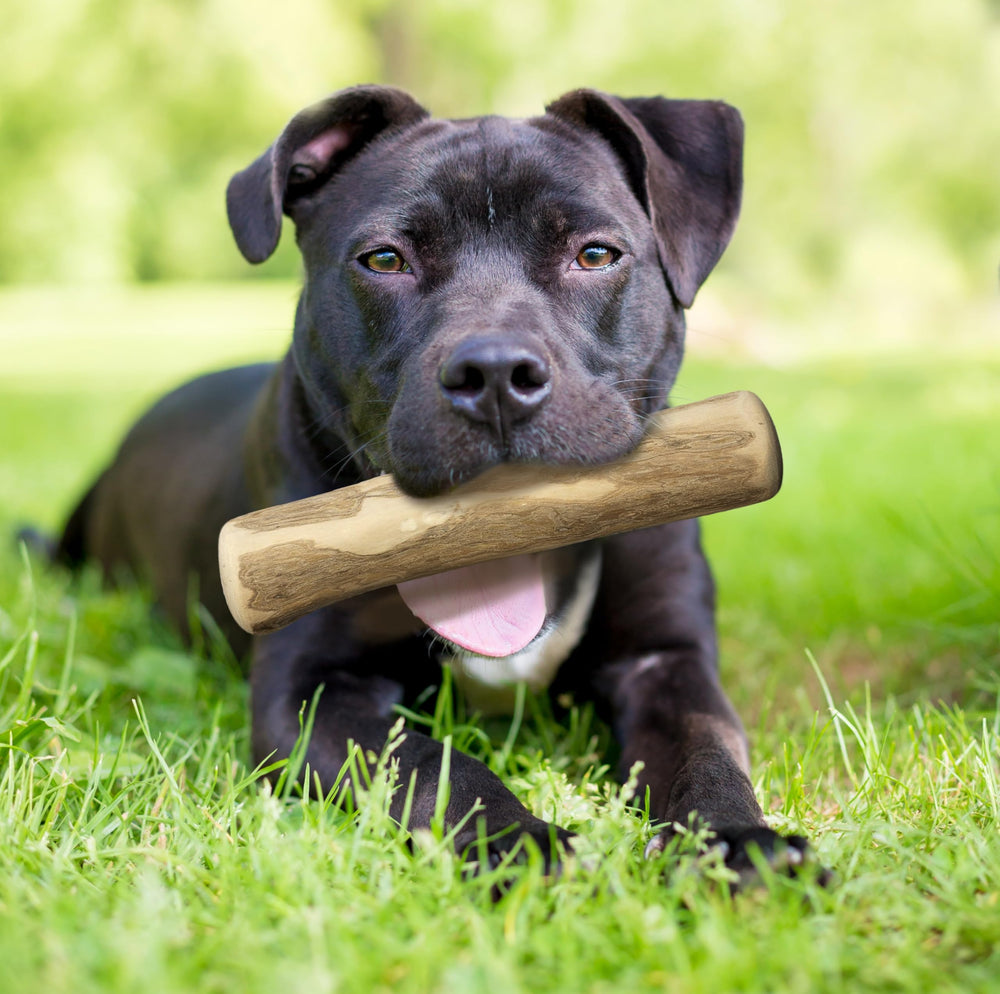 Fuzzl Coffee Wood Dog Stix natural color highlights eco-friendly material