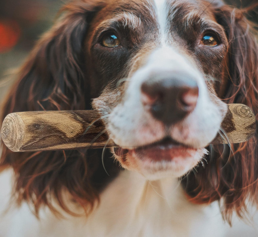 Fuzzl Coffee Wood Dog Stix small dog usage shows fit for small breeds