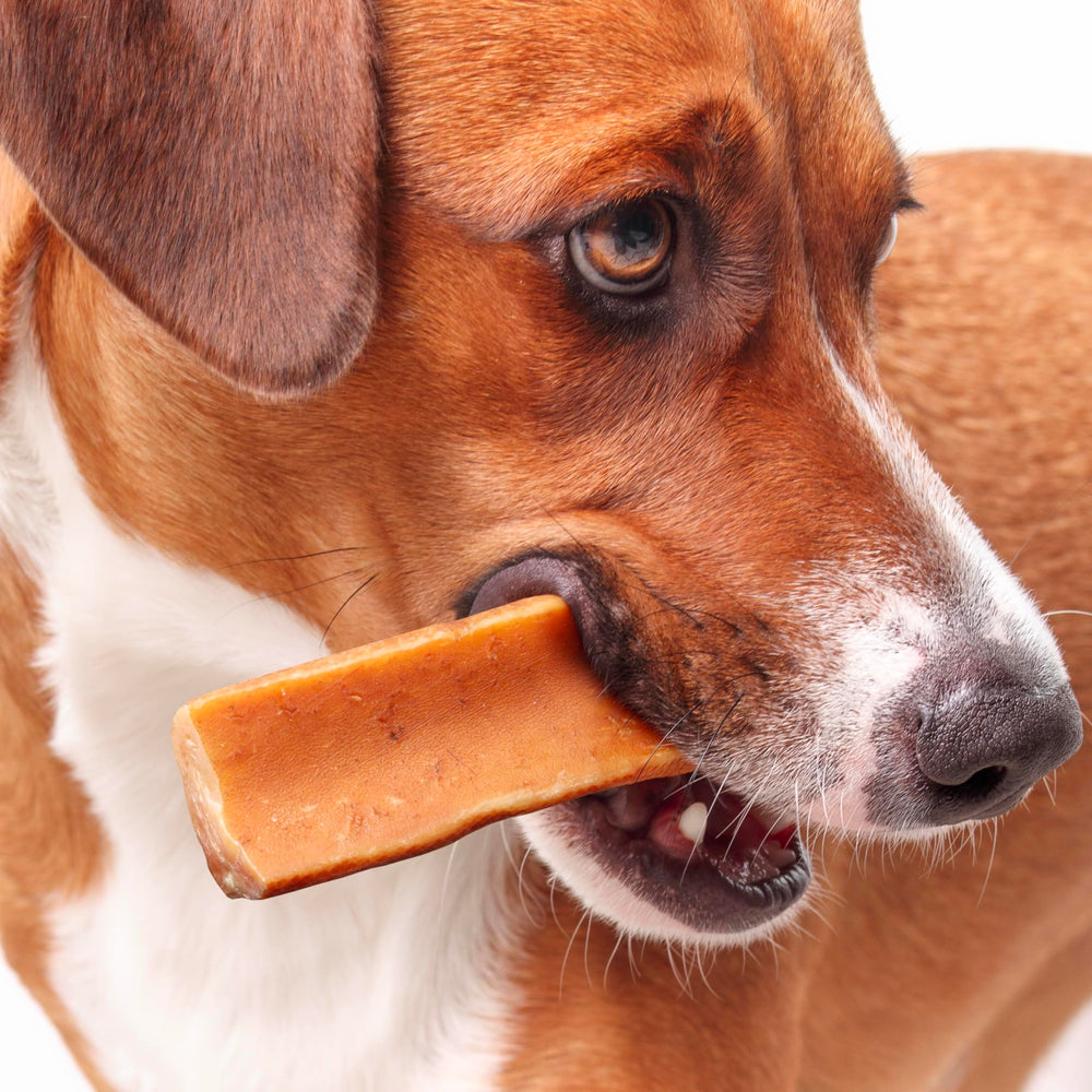 Fuzzl Yak Chews Pumpkin variety with natural dental-friendly chew.