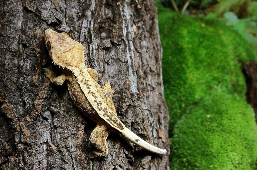 Galápagos Natural Cork Bark hollow cave creates secure hiding spots in terrariums.