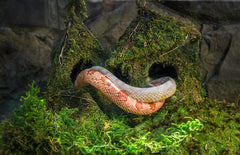 Galapagos moss hydration bedding for amphibians aiding shedding and comfort.