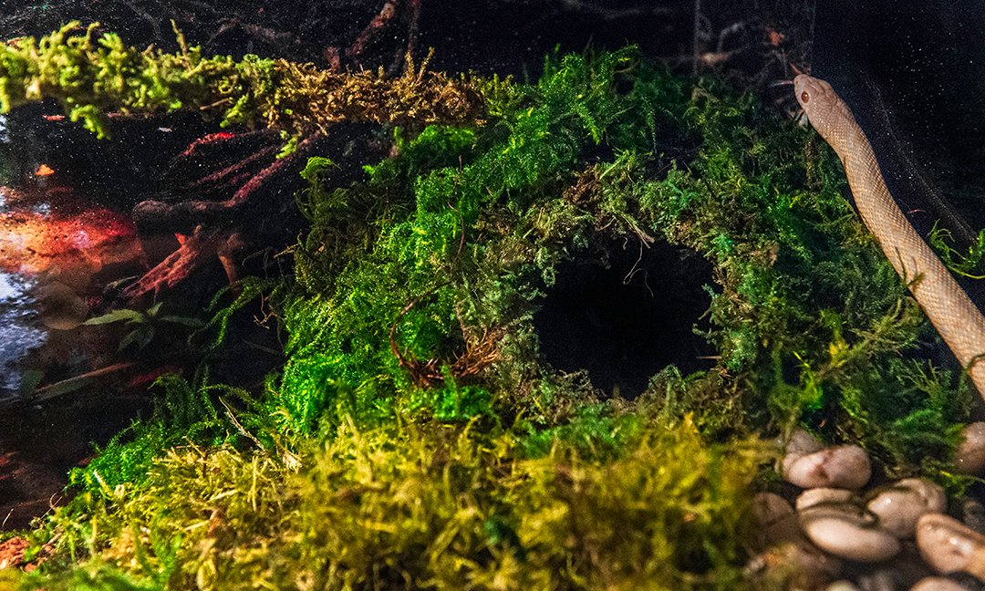 Galapagos Mossy Cave Hide with green moss texture enhances realistic terrarium landscape.
