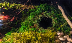 Galapagos Mossy Cave Hide with green moss texture enhances realistic terrarium landscape.