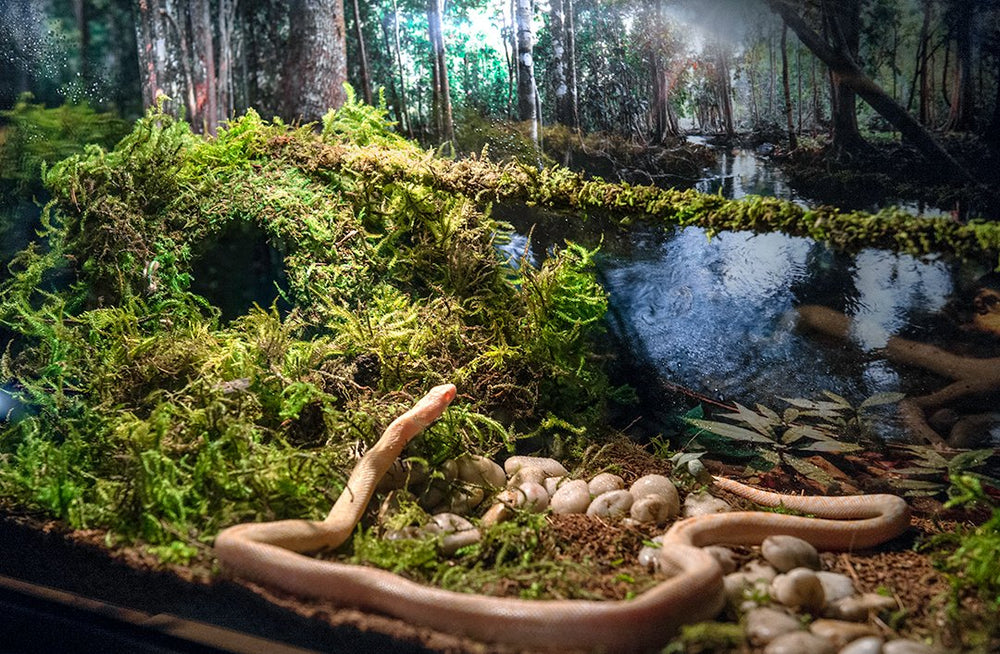 Galapagos Mossy Cave Hide 6-inch green hide suitable for ground or arboreal setups.