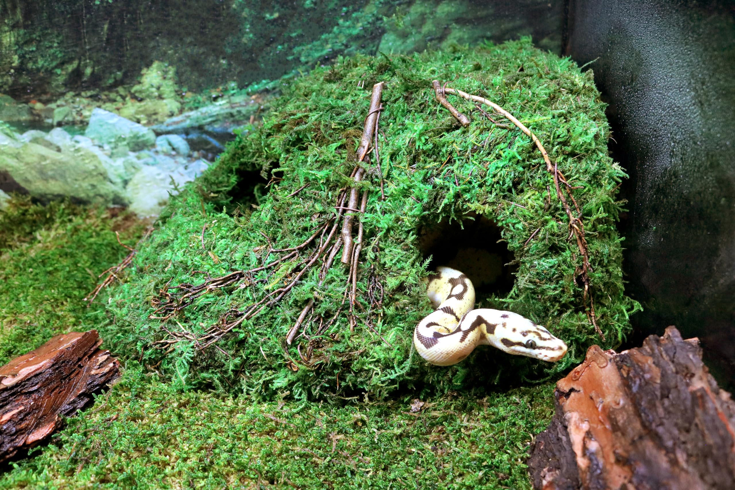 Galapagos Sapa Corner Hide side view illustrating the side window for monitoring.