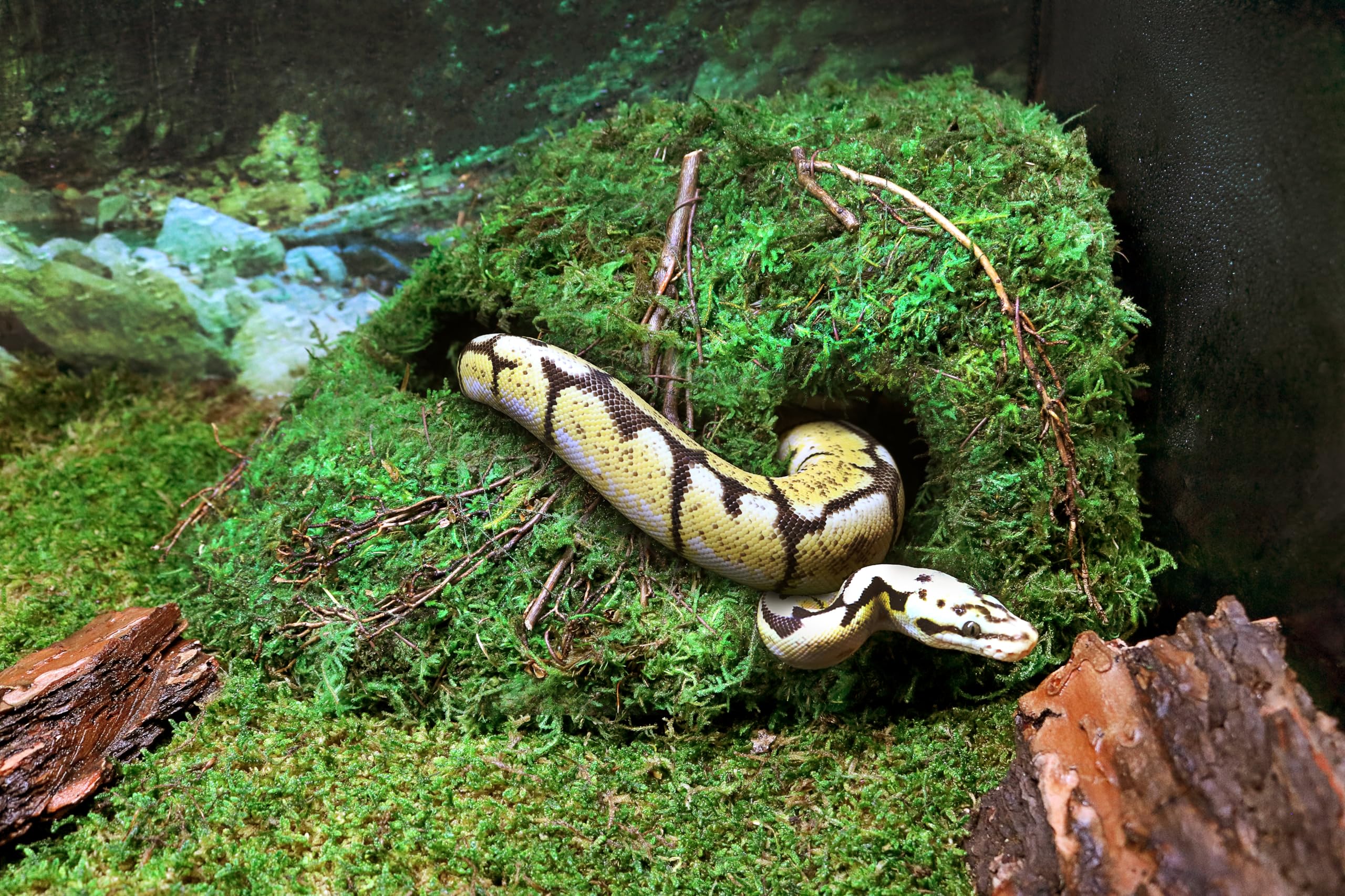 Galapagos Sapa Corner Hide space-saving corner design fits compact terrariums.