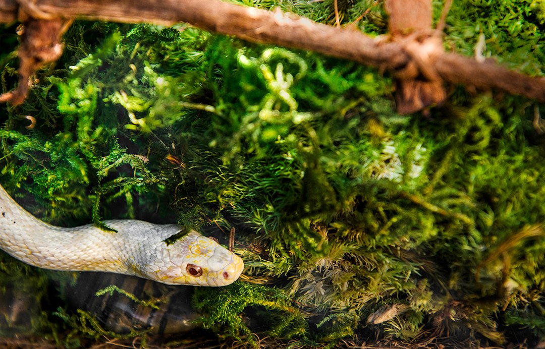 Galapagos sheet moss terrarium bedding for humidity control and easy cleaning.