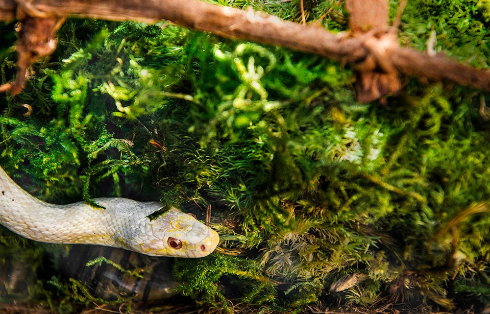 Galapagos sheet moss terrarium bedding for humidity control and easy cleaning.