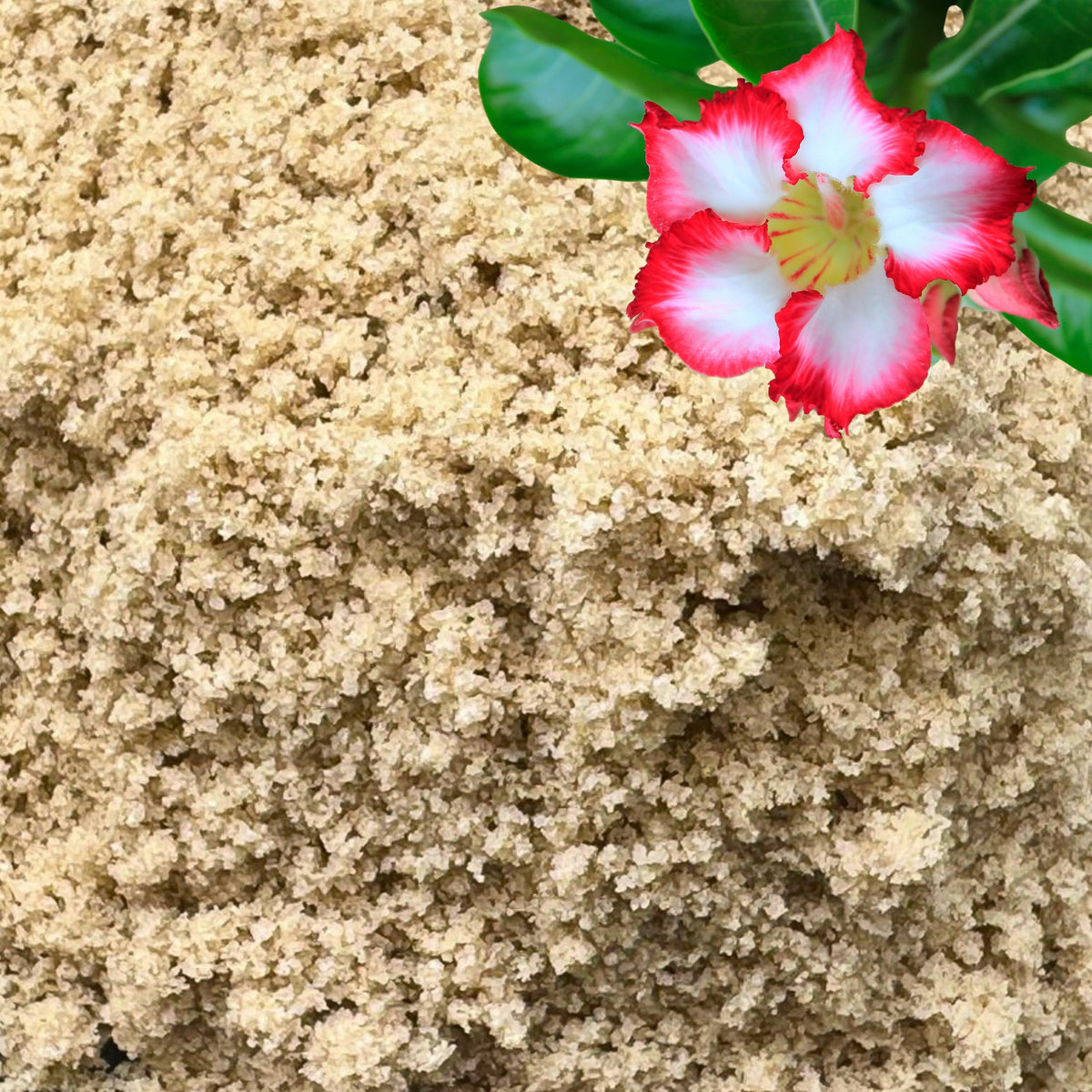 GardenWise sand for plants in a potting mix improves drainage and root health.