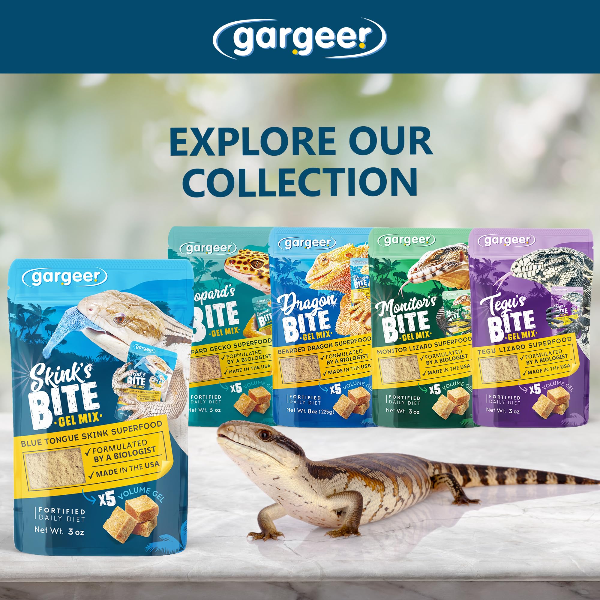 Gargeer blue tongue skink enjoys a complete meal.