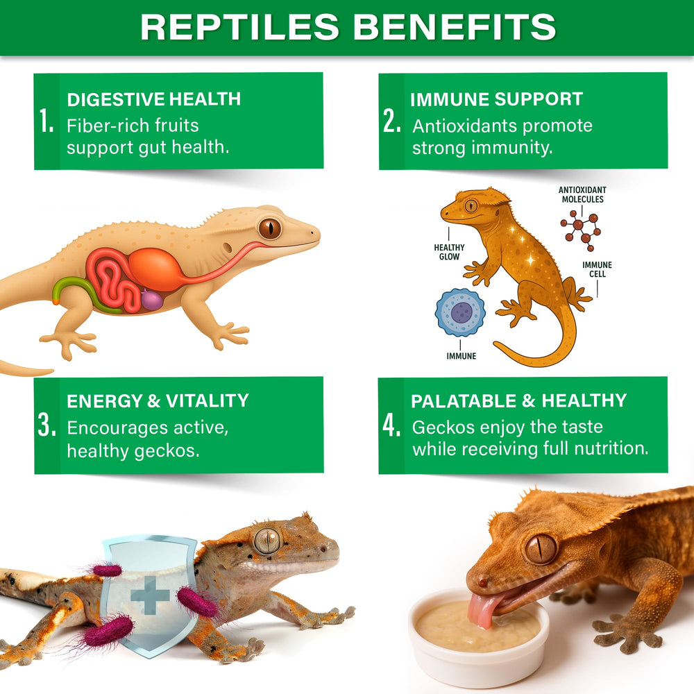 Serving bowl of Rainforest Mist ready for daily gecko feeding.