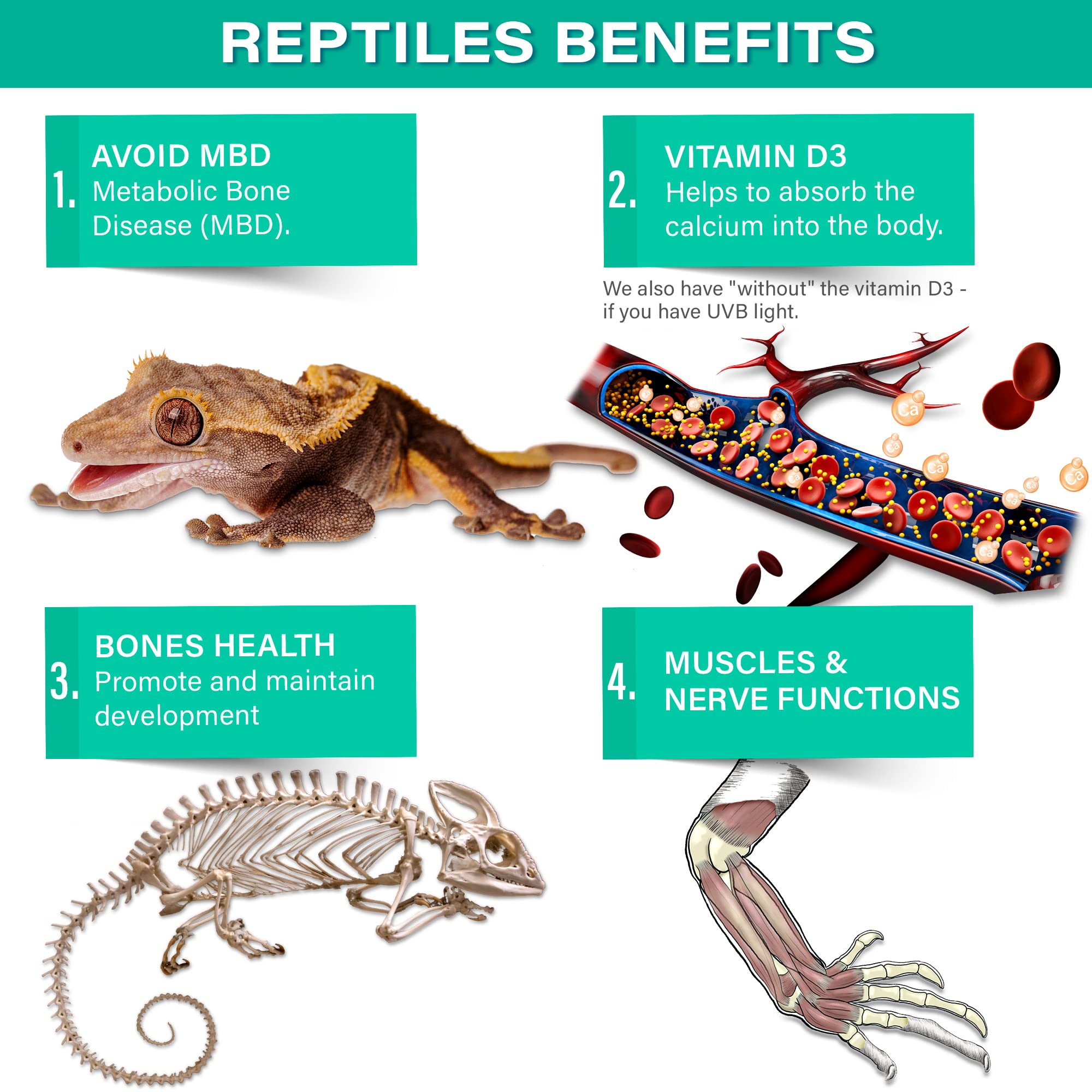 Gargeer reptile supplement dusted on a salad mix for convenient feeding.