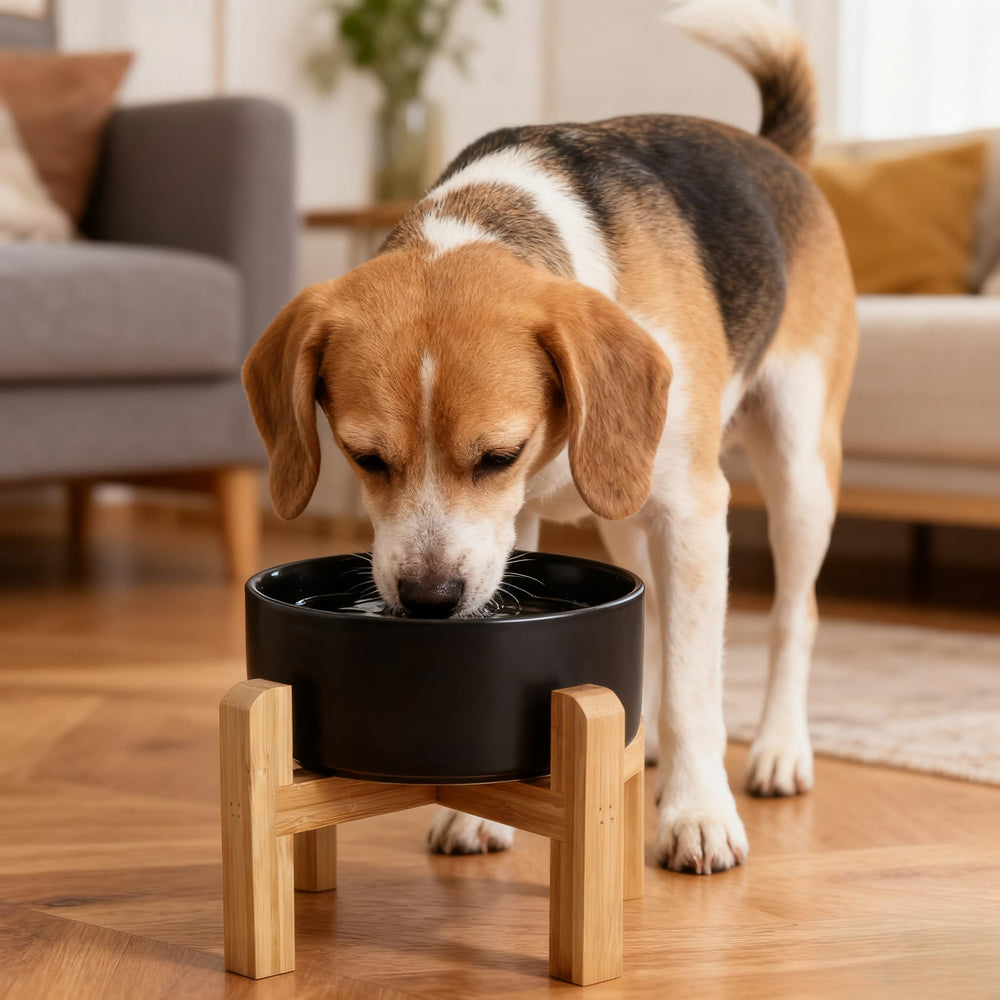 Generic 6-inch bowl capacity of 3.6 cups for daily feeding.