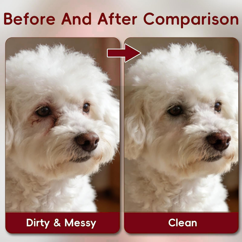 Daily use of Generic Angel Eyes keeps the eye area clean on white fur.