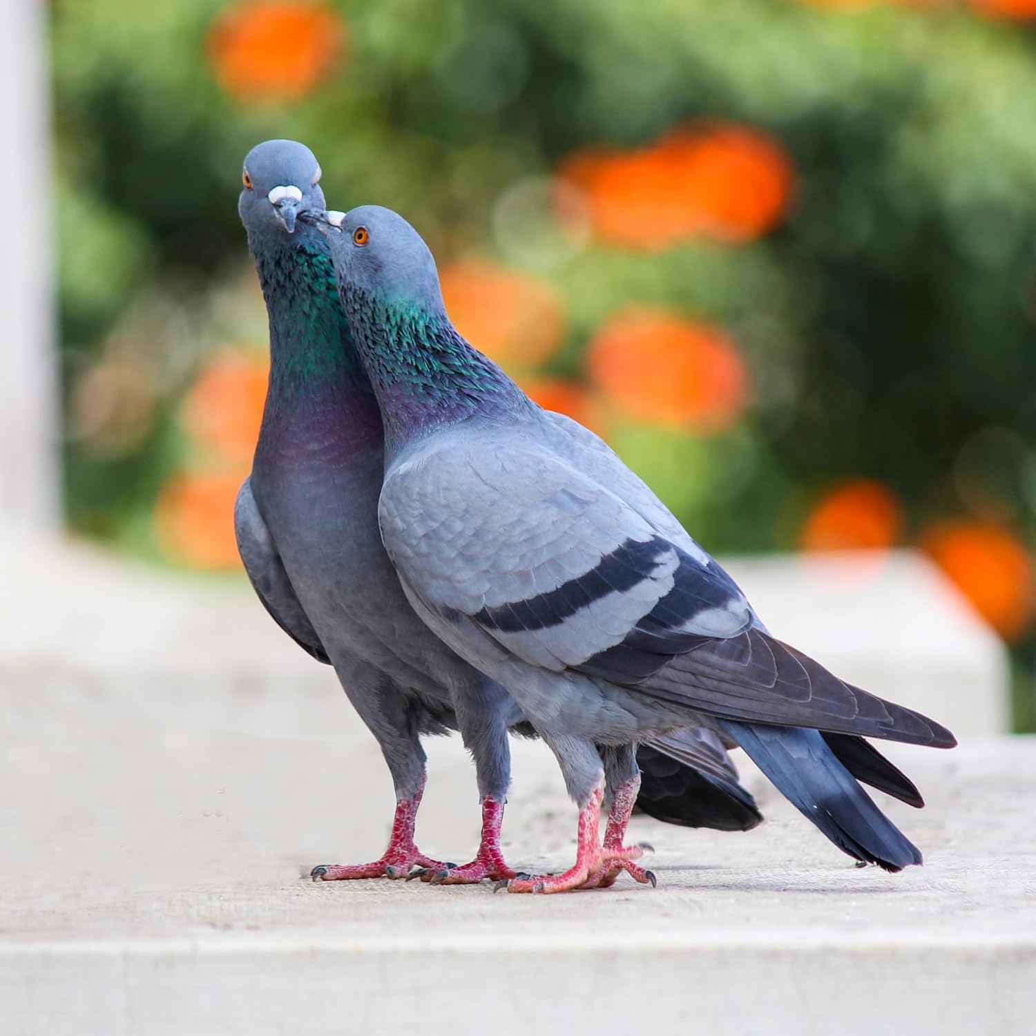 Generic DOX-Tyl tablets for diverse bird species in aviaries offers versatile care.