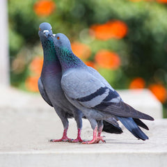 Generic DOX-Tyl tablets for diverse bird species in aviaries offers versatile care.
