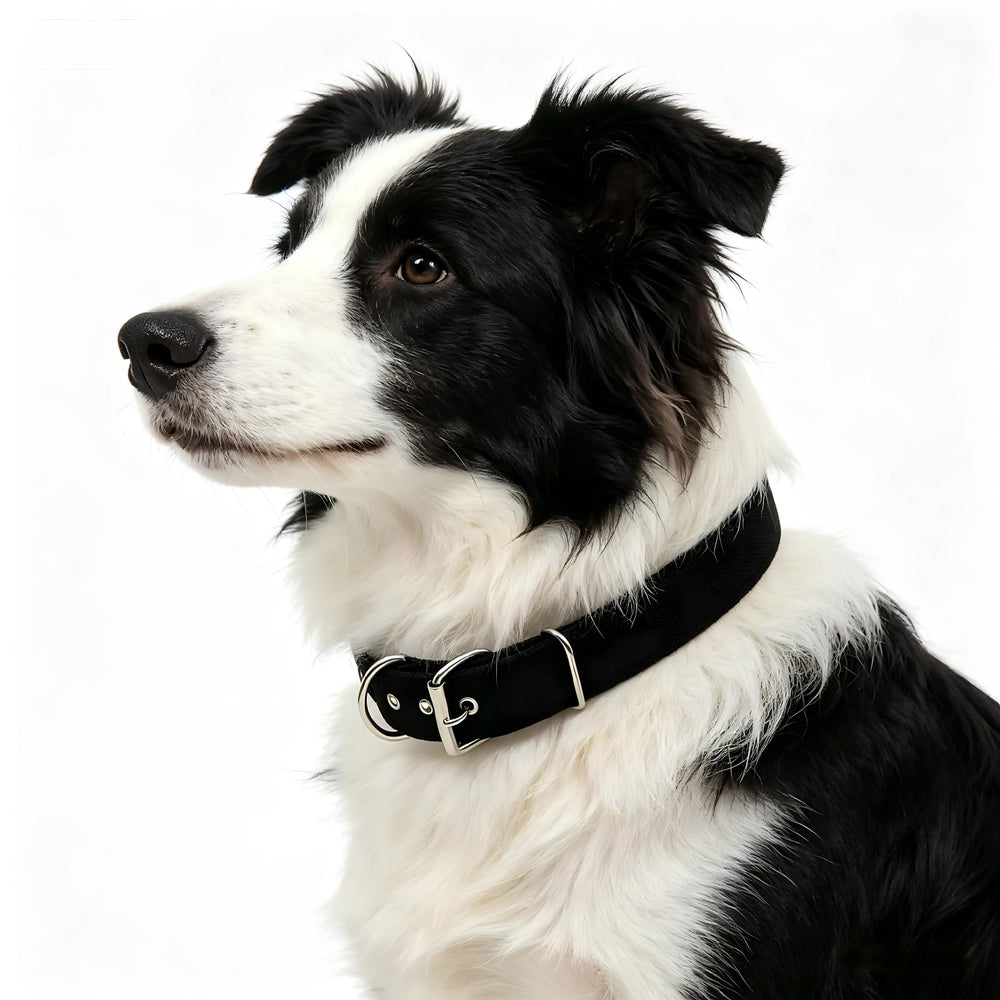 Generic Heavy-Duty Nylon Dog Collar: nylon weave detail shows rugged durability.
