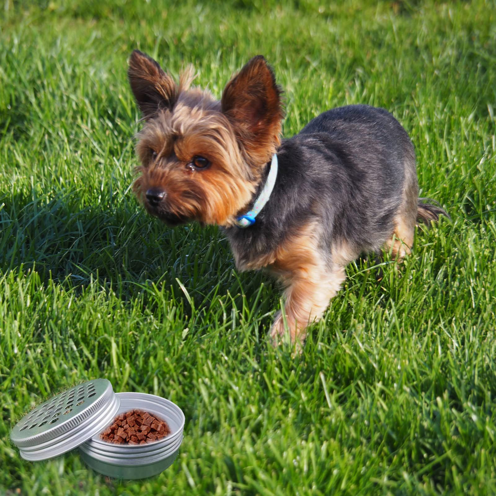 Generic Hollow design allows scent to escape for dogs.