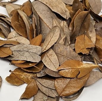 Generic Live Oak Leaf Litter bag 1 gallon natural substrate for isopods and frogs.