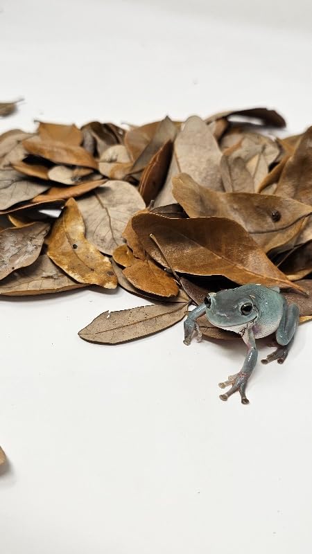 Generic Live Oak Leaf Litter packaging emphasizes clean pesticide-free collection for safe terrarium use.