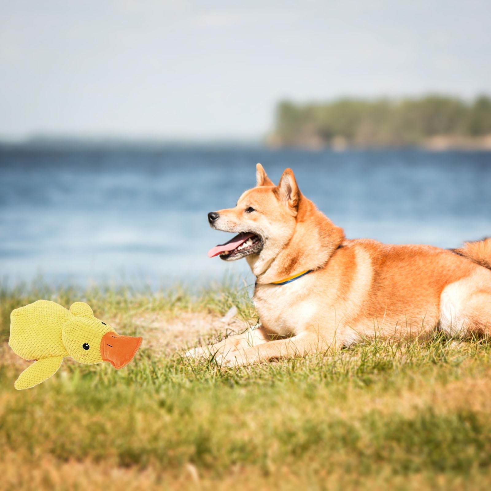 Generic Mellow Duck is ideal for indoor fetch and tug time.