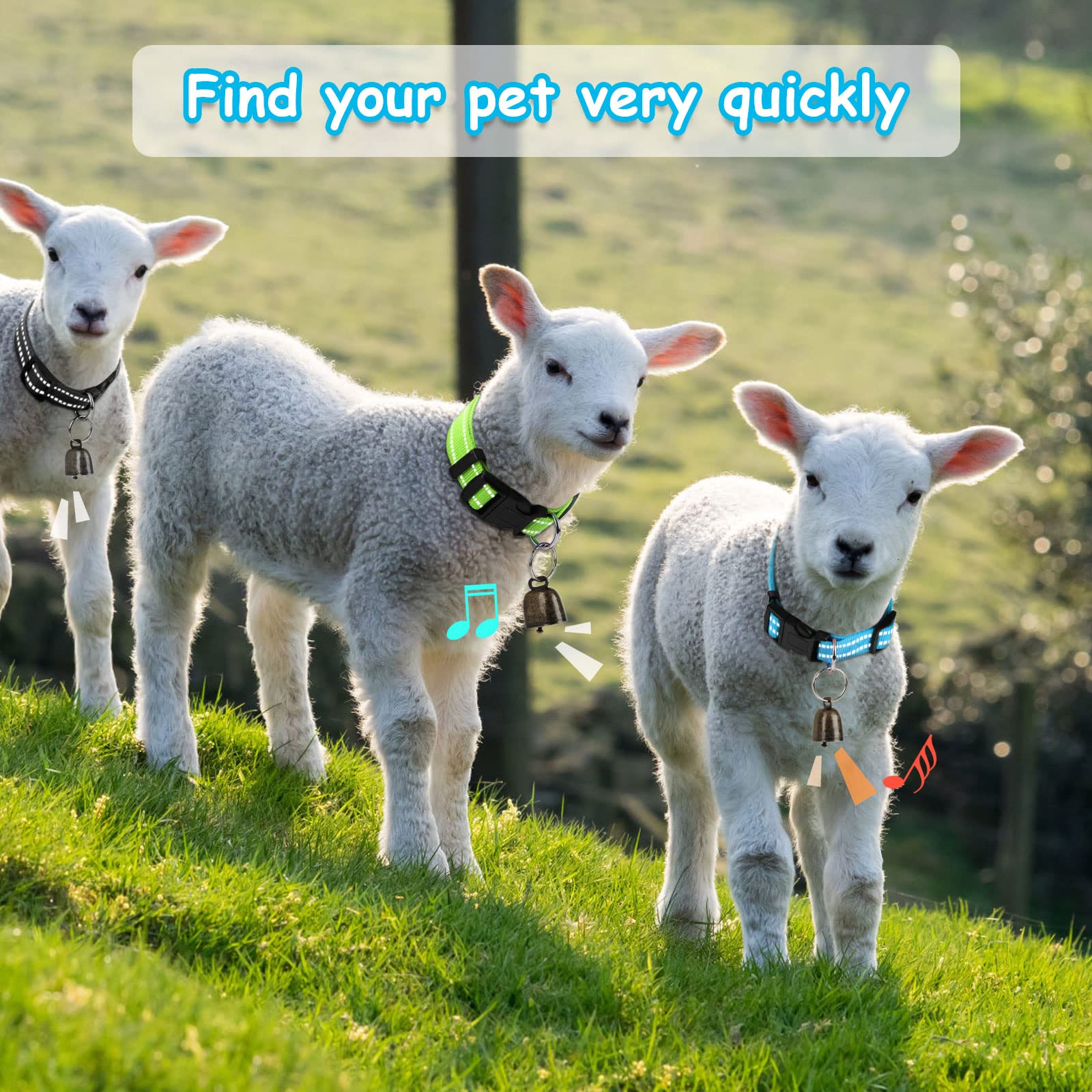 Five colorful collars help differentiate animals at a glance on the field.