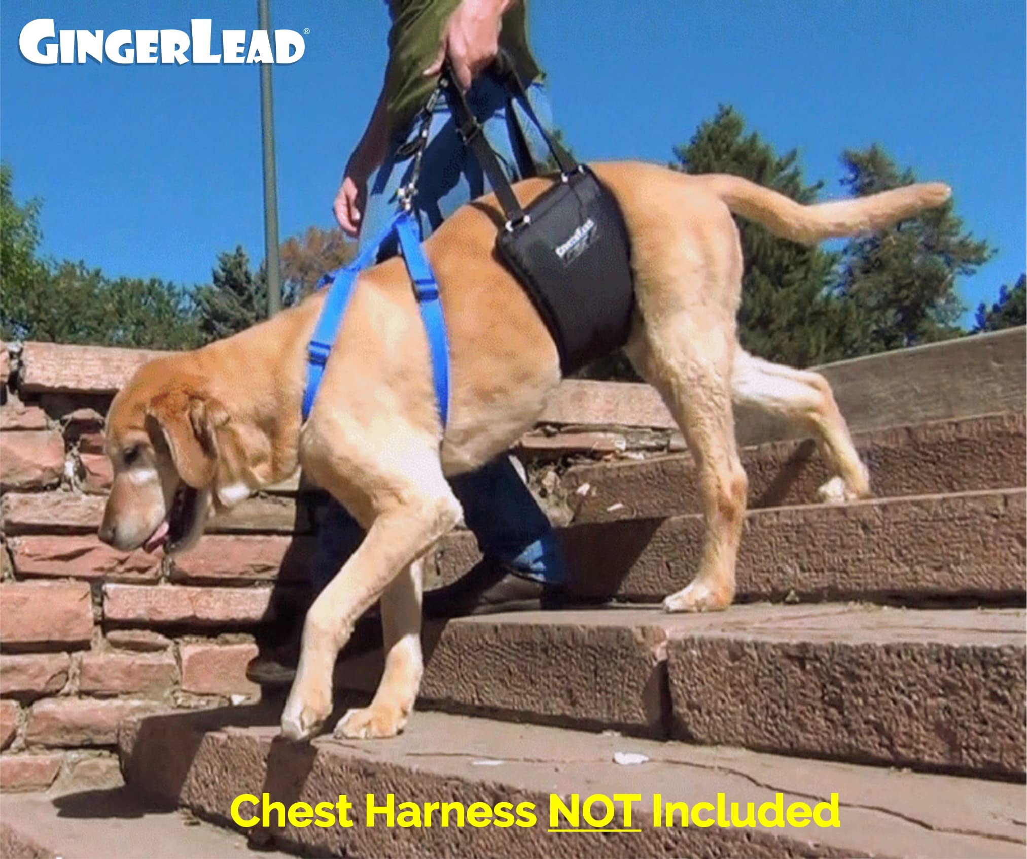 GingerLead adjustable-height-straps adapt to different dogs.