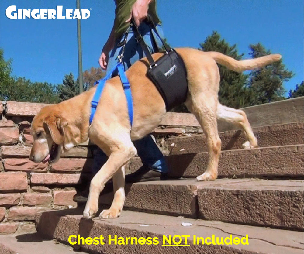 GingerLead adjustable-height-straps adapt to different dogs.