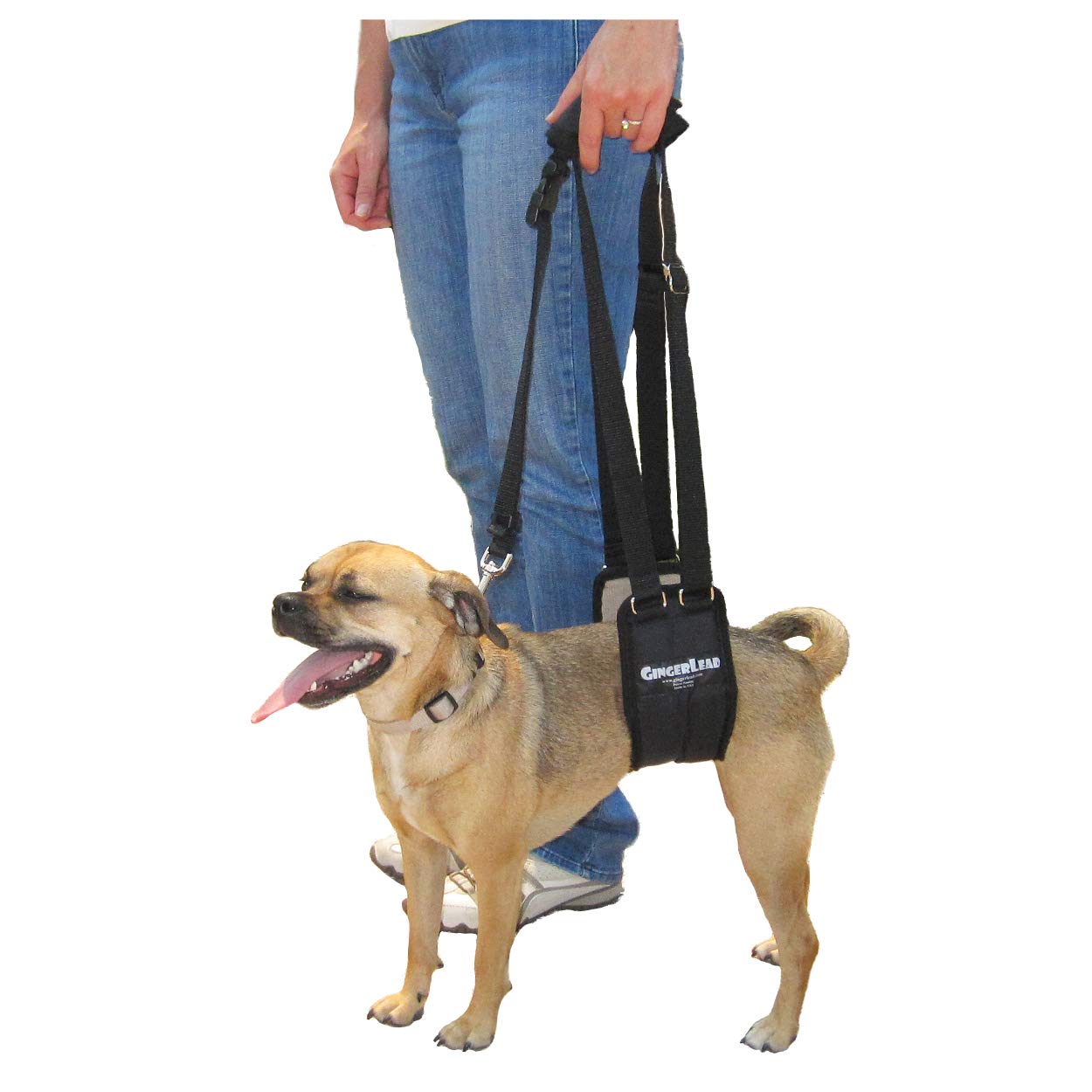 GingerLead dog sling front view for upright lifting support.