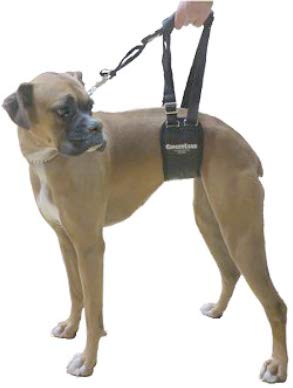 GingerLead integrated leash for controlled mobility during walks.