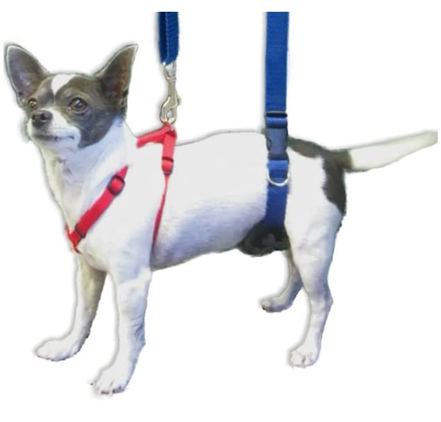 GingerLead made in USA highlights durable, veterinarian-favored construction.