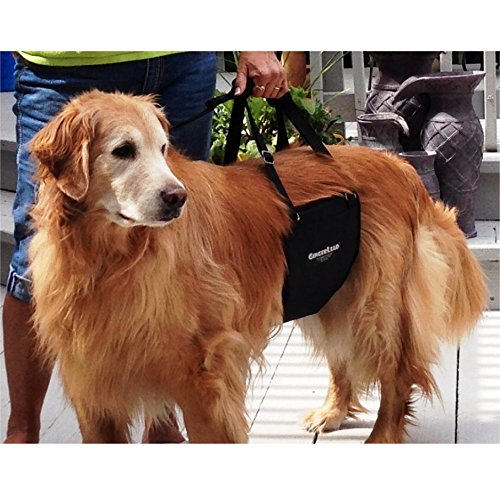 GingerLead-made-in-usa construction emphasizes durable, veterinary-grade quality.