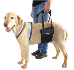 GingerLead rear-sling-harness provides stable support for dogs during movement.