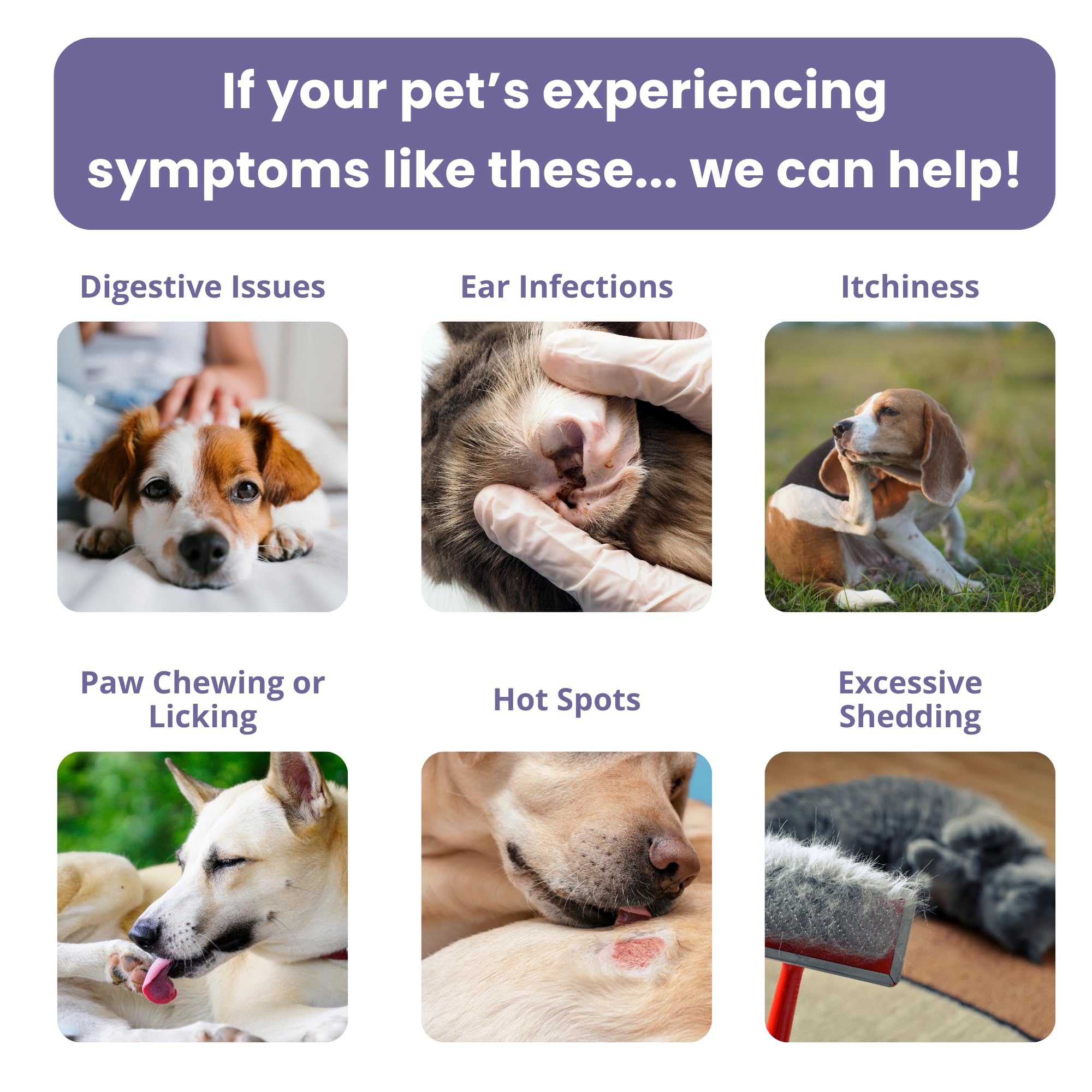 Glacier Peak Holistics home sample collection setup for pet comfort.